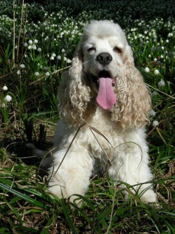 archie_v_bledulich