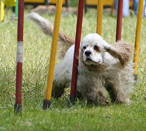 slalom_miluju!