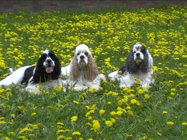 abi,_archie,_beauty