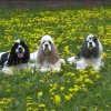 abi,_archie,_beauty