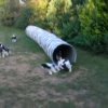 video - Tunelovaní1 9 týdnů